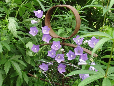 Campanules  Diebolsheim, en alsace